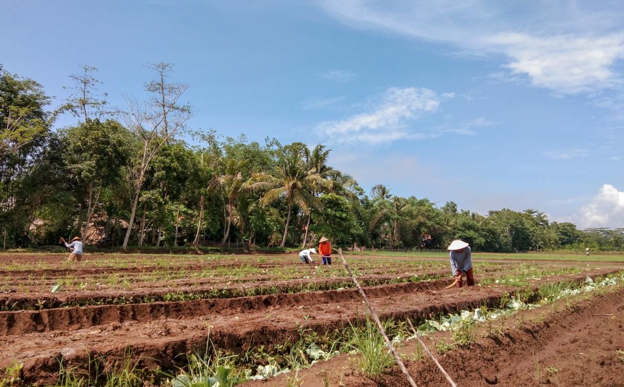 Rasakan Keaslian Pertanian di Jantung Cilacap